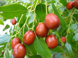 عناب درجه یک خراسان جنوبی 10 کیلوگرمی